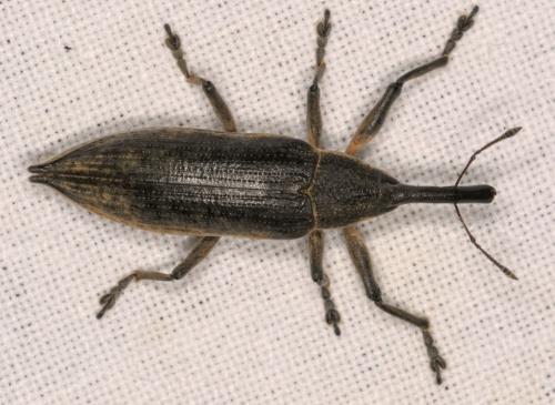 Réf. 328 965 : Lixus iridis